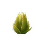 Small Cactus.png