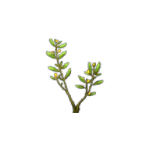 Small Berry Bush.png